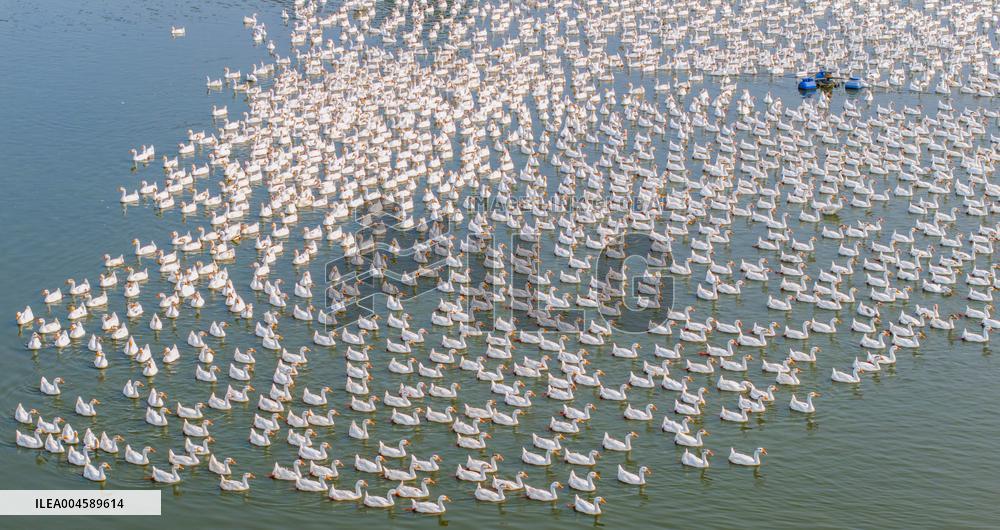 Ecological Goose Breeding Base in Suqian