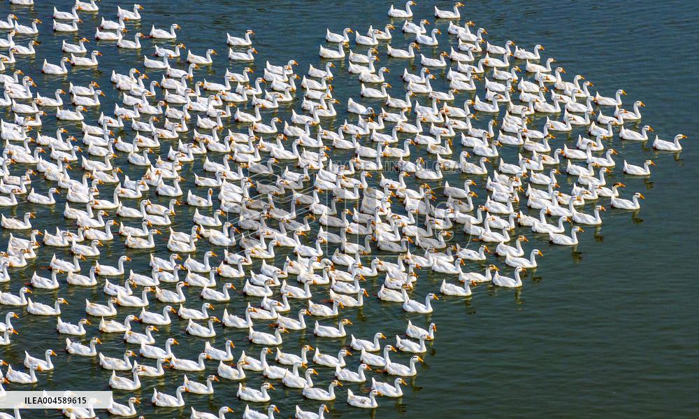 Ecological Goose Breeding Base in Suqian