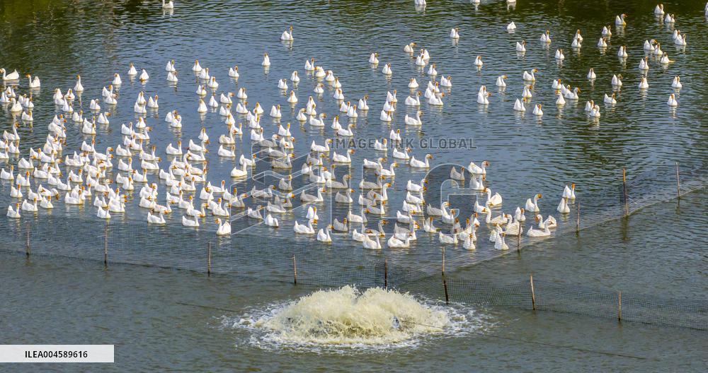 Ecological Goose Breeding Base in Suqian