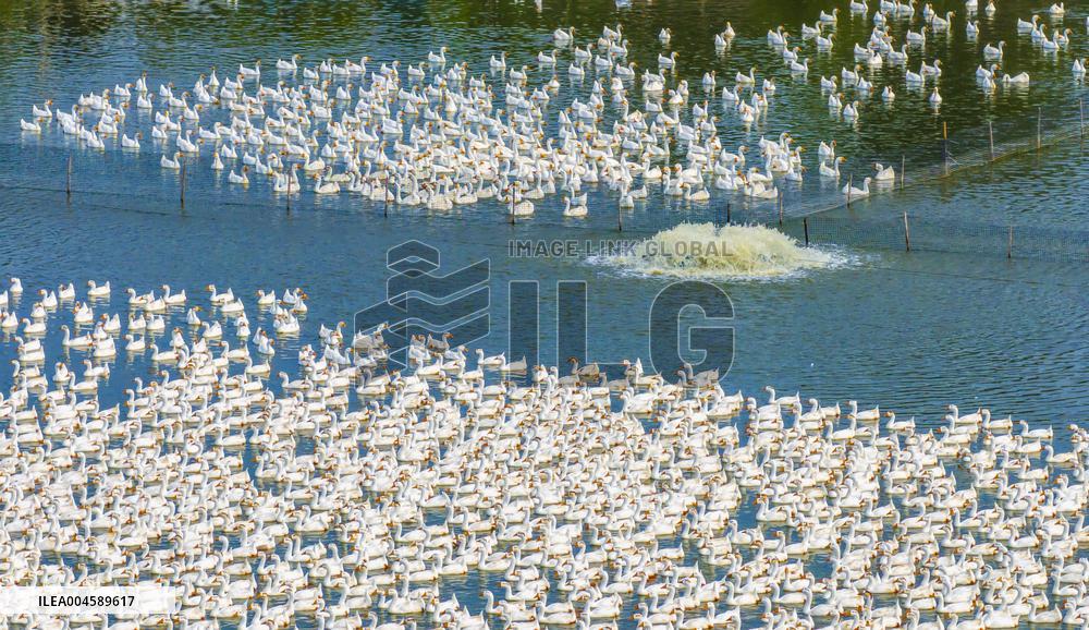Ecological Goose Breeding Base in Suqian