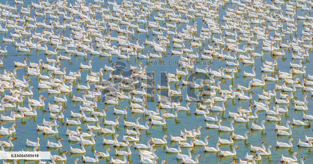 Ecological Goose Breeding Base in Suqian