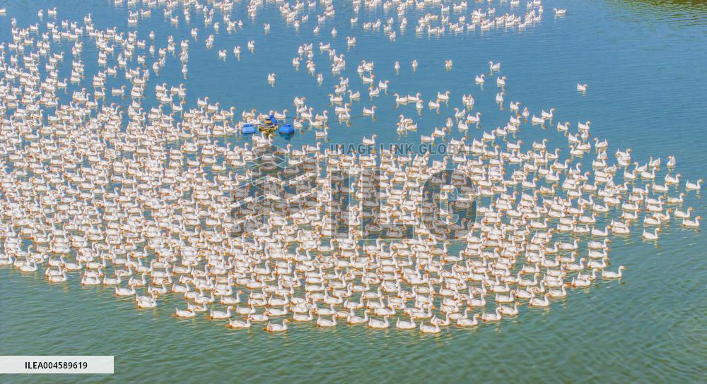 Ecological Goose Breeding Base in Suqian