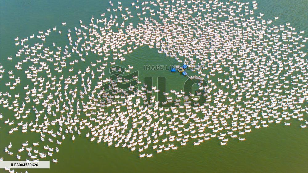 Ecological Goose Breeding Base in Suqian