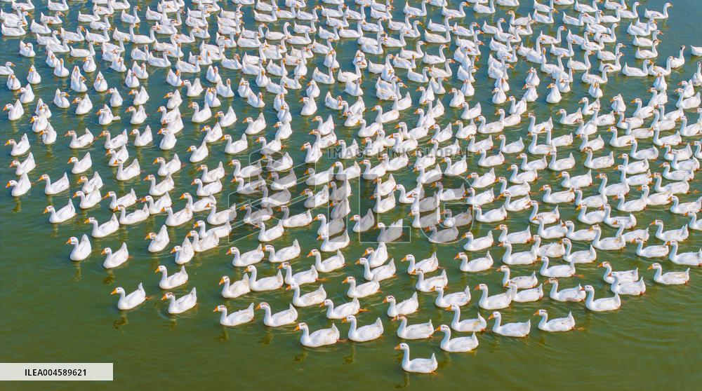 Ecological Goose Breeding Base in Suqian