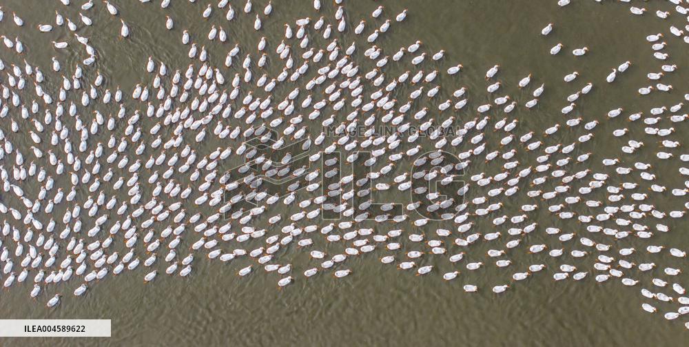 Ecological Goose Breeding Base in Suqian