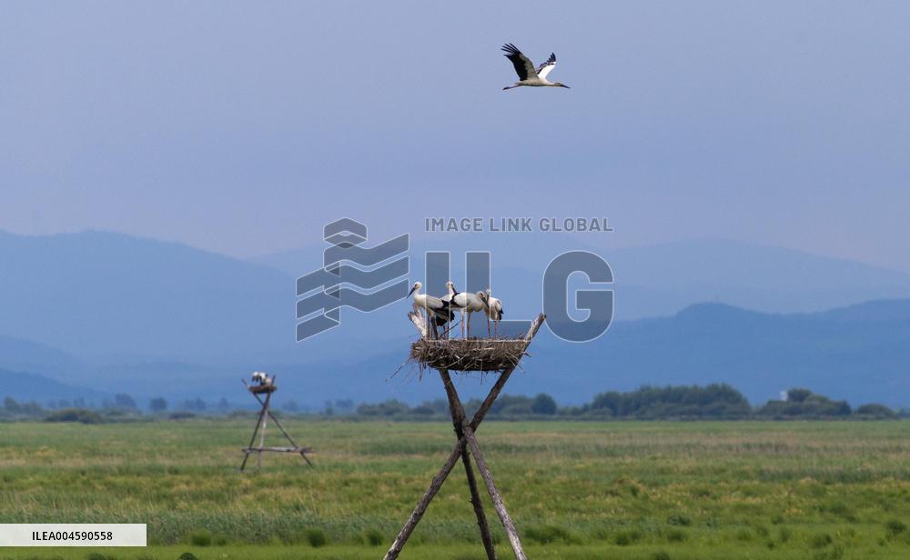 Oriental White Storks - Fungin