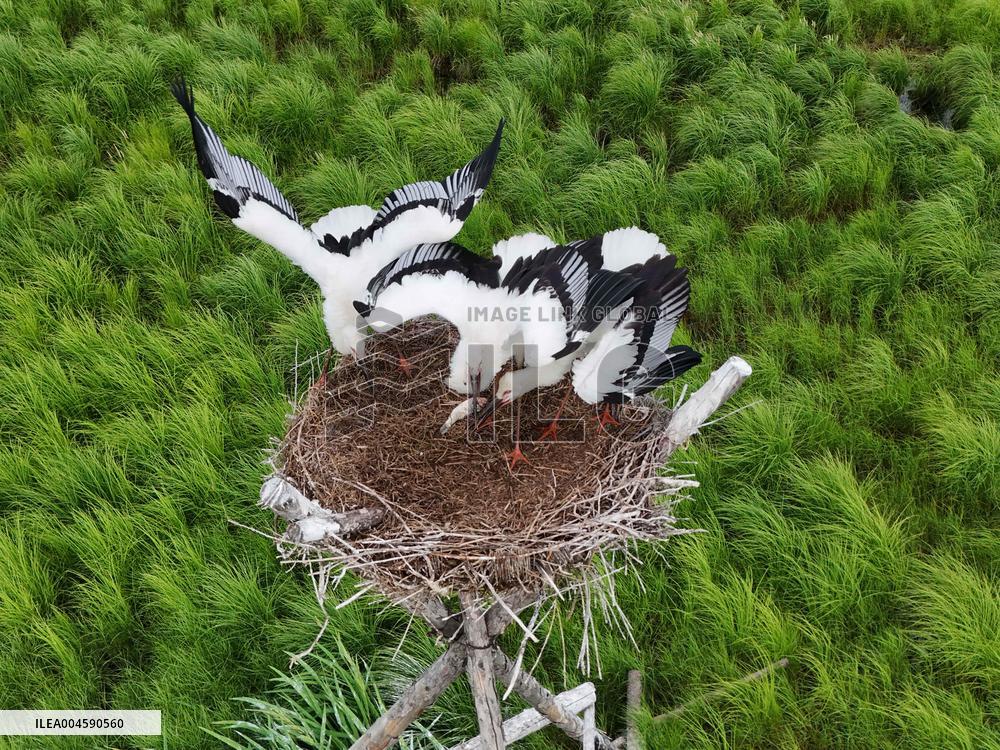 Oriental White Storks - Fungin