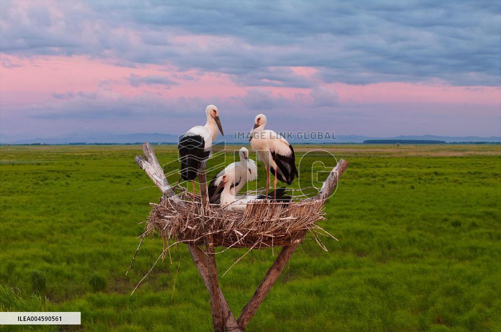 Oriental White Storks - Fungin