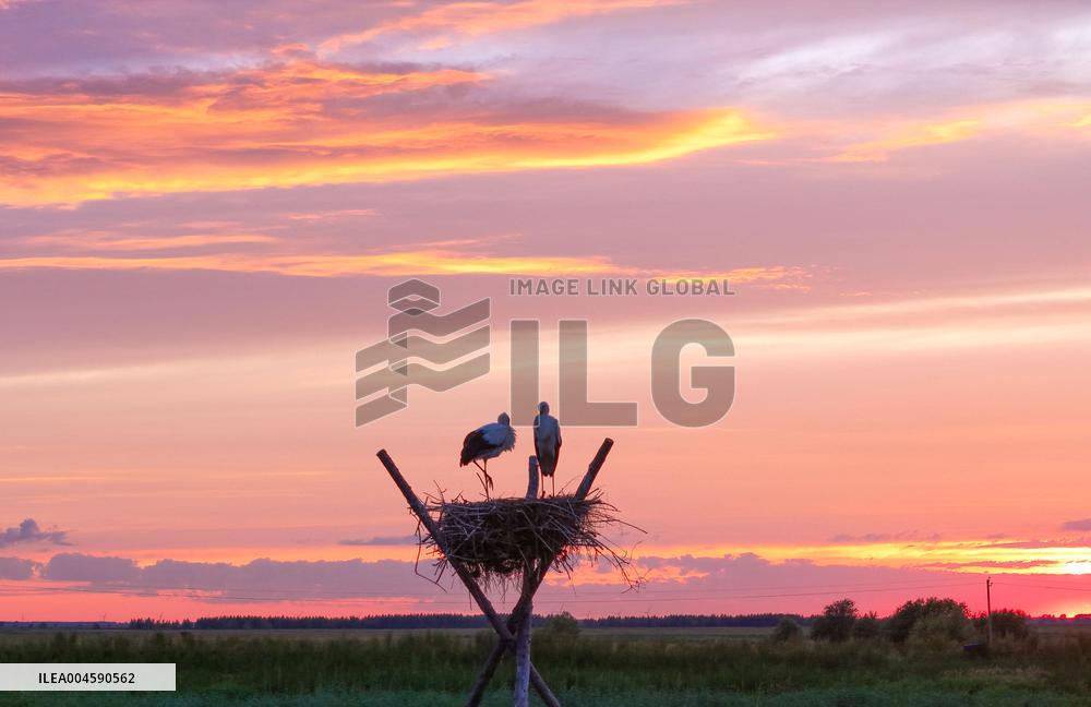 Oriental White Storks - Fungin
