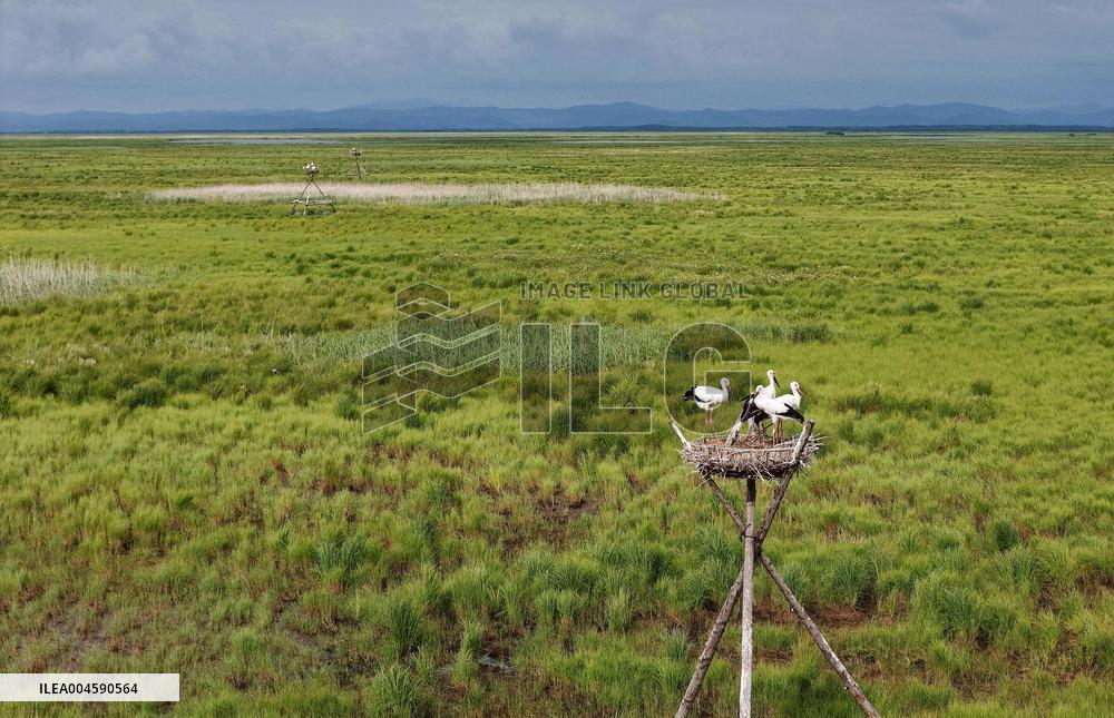 Oriental White Storks - Fungin