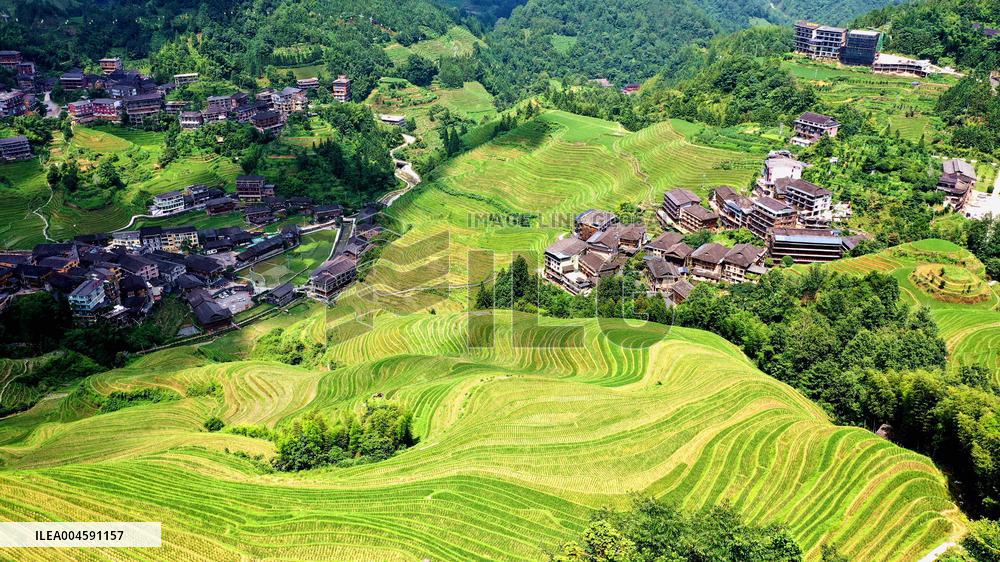 Longji Terraced Fields