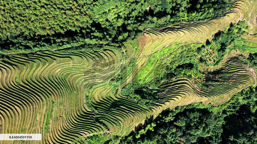 Longji Terraced Fields