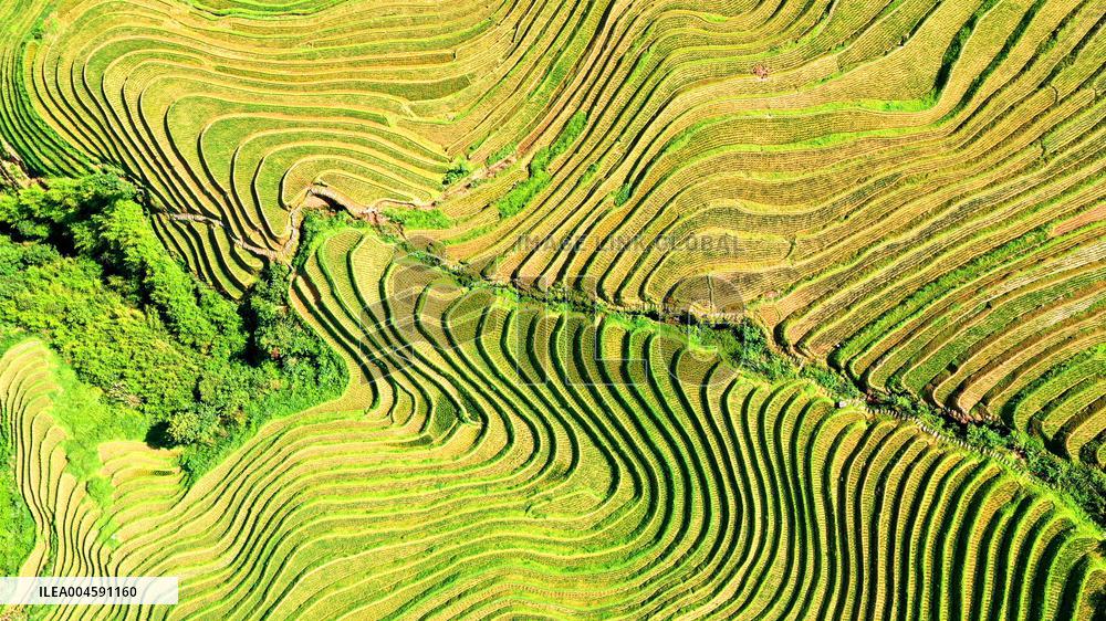 Longji Terraced Fields