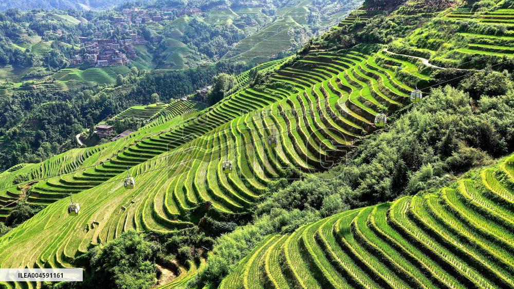 Longji Terraced Fields