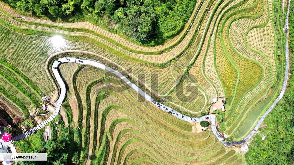 Longji Terraced Fields