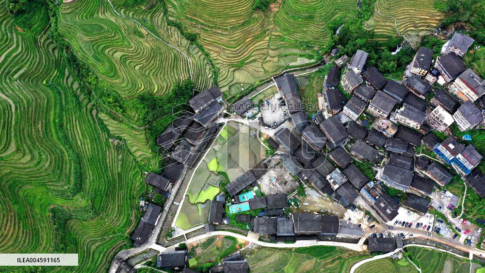 Longji Terraced Fields