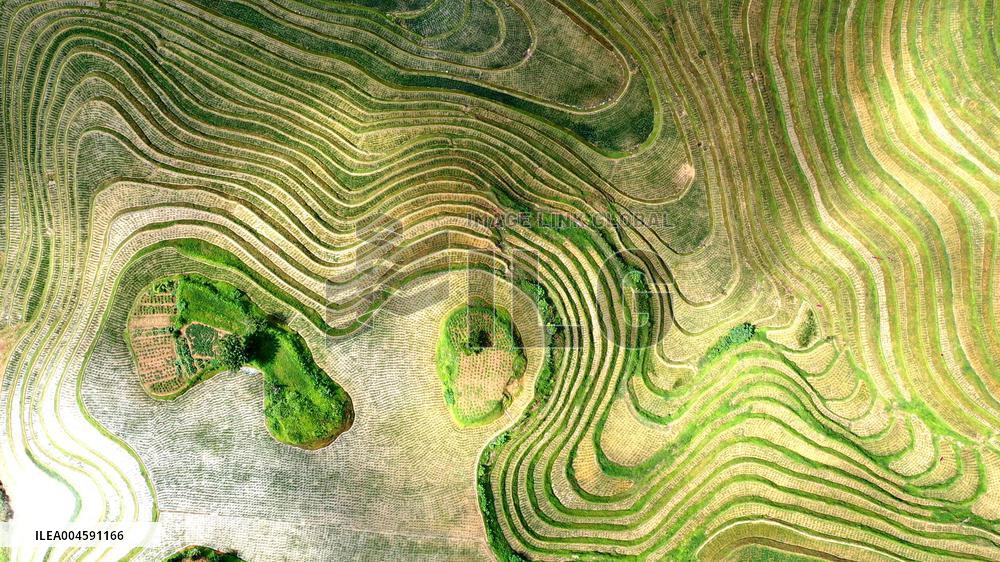 Longji Terraced Fields
