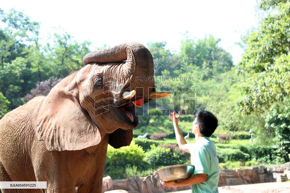Animals Escape Heat in Chongqing