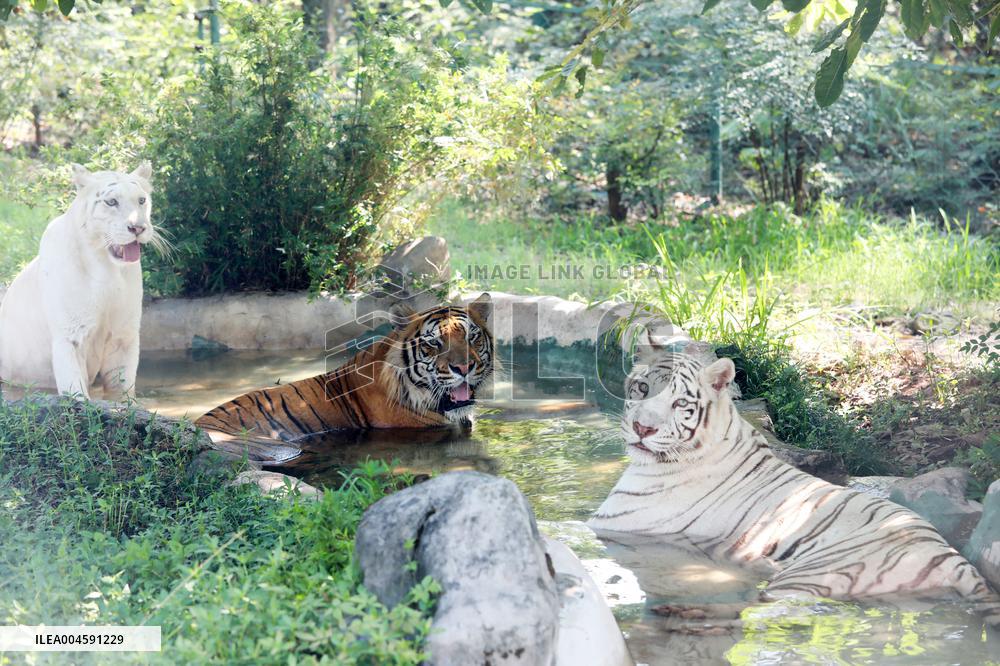 Animals Escape Heat in Chongqing
