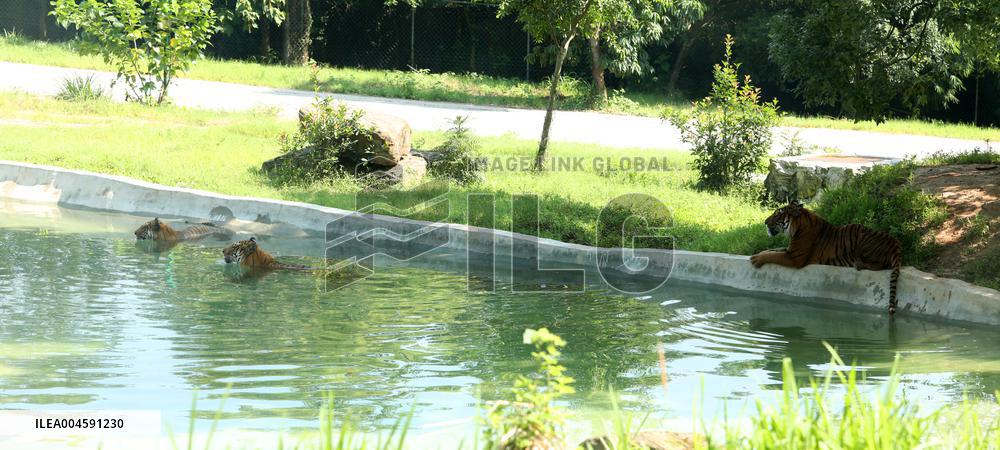 Animals Escape Heat in Chongqing