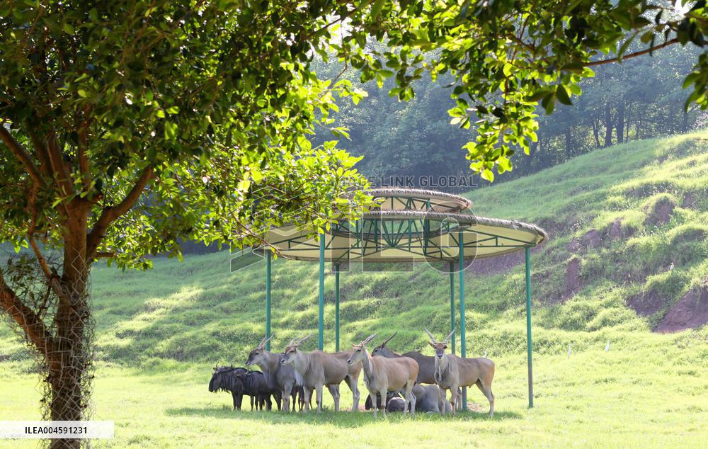Animals Escape Heat in Chongqing
