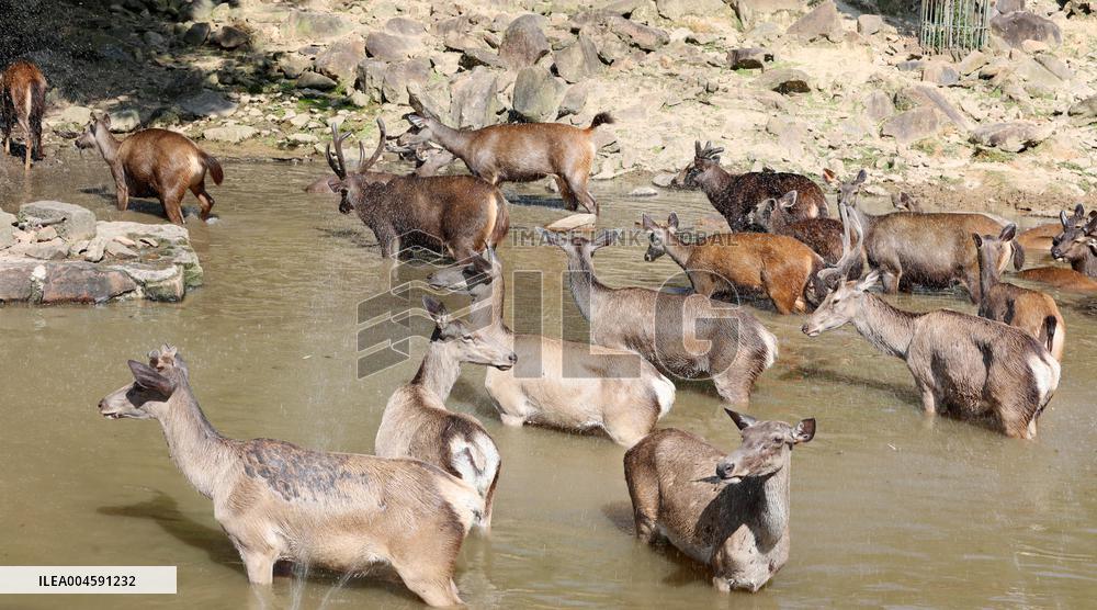 Animals Escape Heat in Chongqing