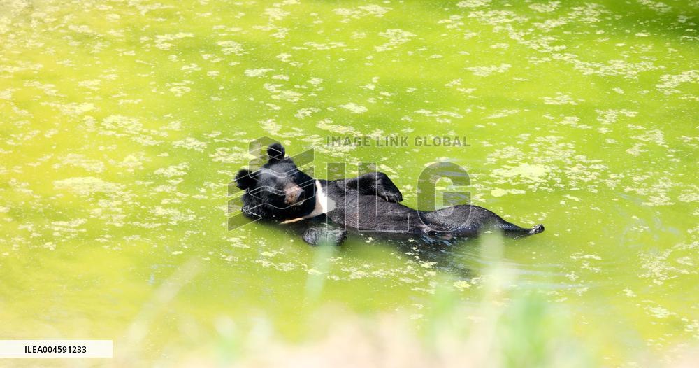 Animals Escape Heat in Chongqing