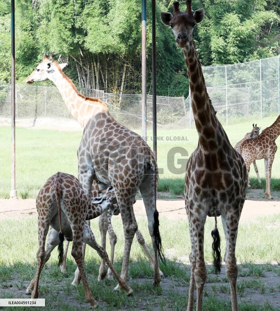 Animals Escape Heat in Chongqing