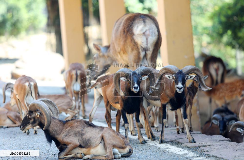 Animals Escape Heat in Chongqing