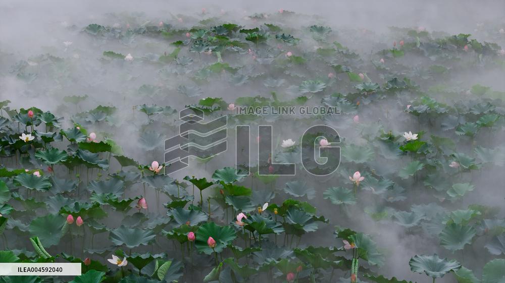 Lotus Pond Cooling System in Suzhou