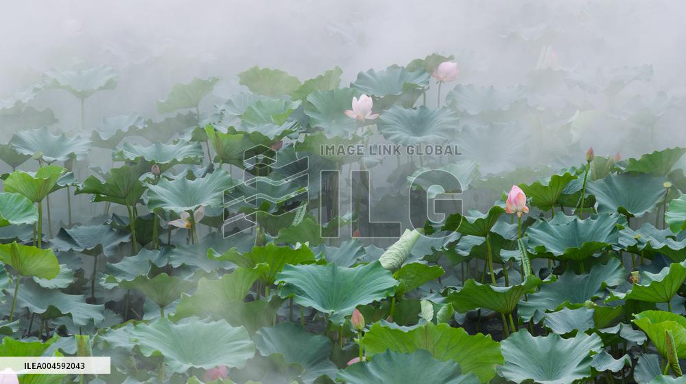 Lotus Pond Cooling System in Suzhou