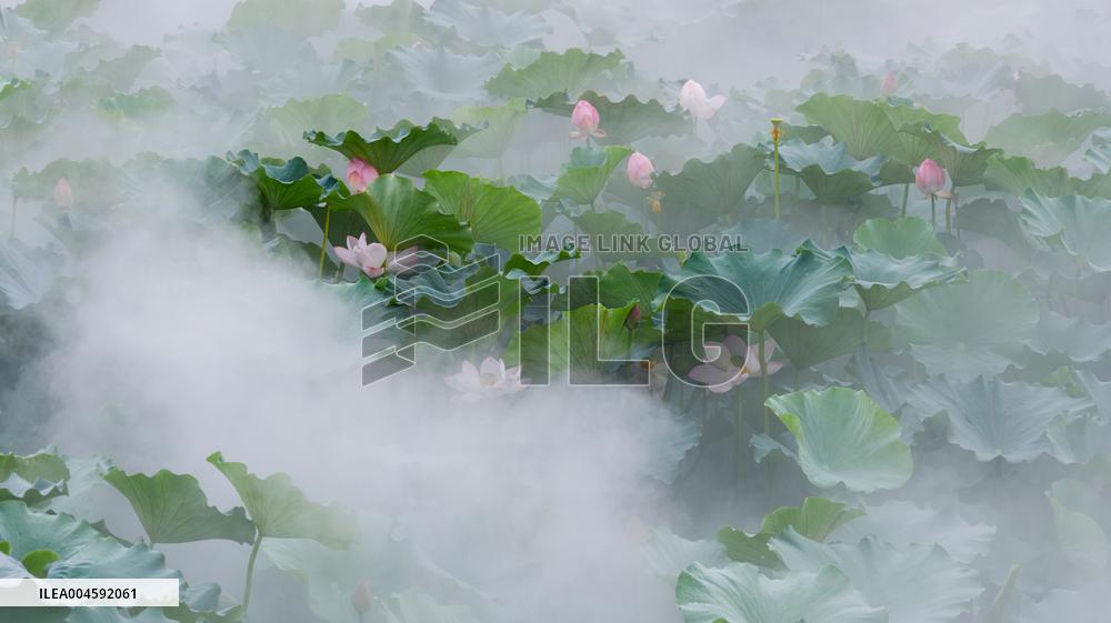 Lotus Pond Cooling System in Suzhou