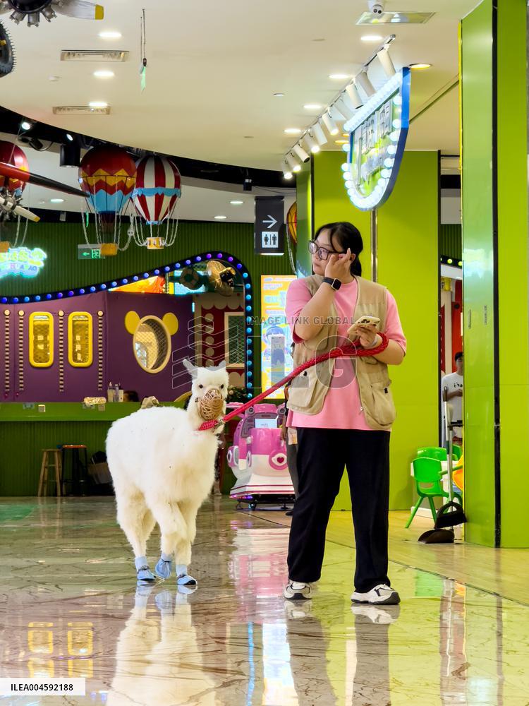 Alpaca Cools down in A Mall in Yangzhou
