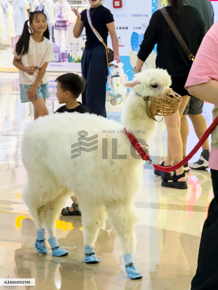 Alpaca Cools down in A Mall in Yangzhou