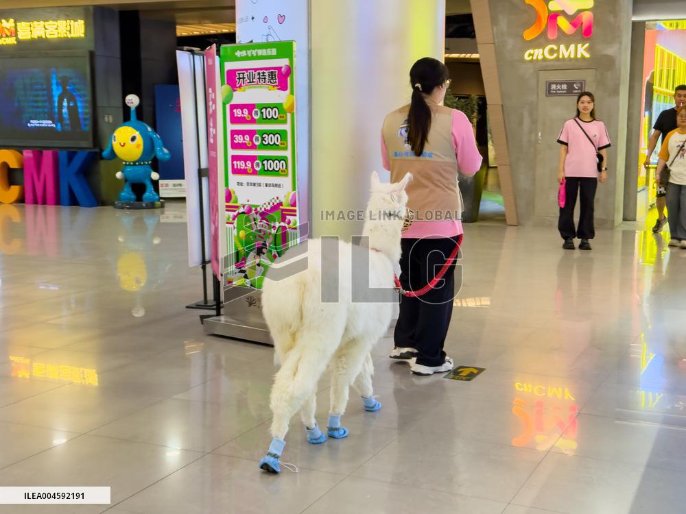 Alpaca Cools down in A Mall in Yangzhou
