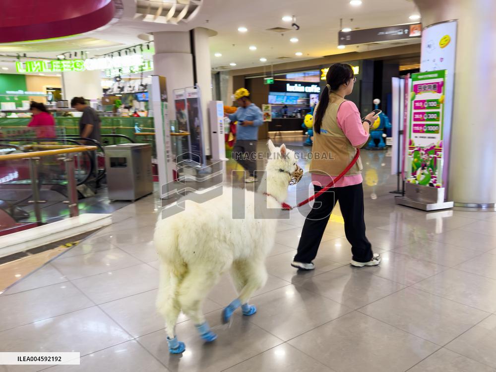 Alpaca Cools down in A Mall in Yangzhou