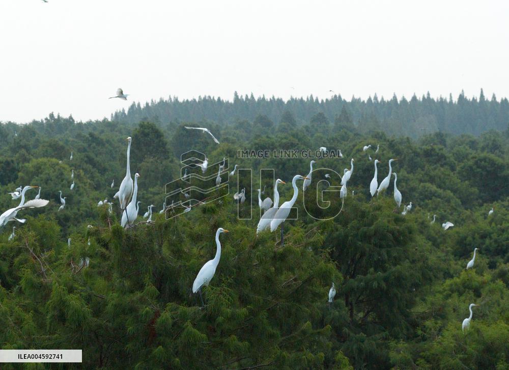 Egret Paradise