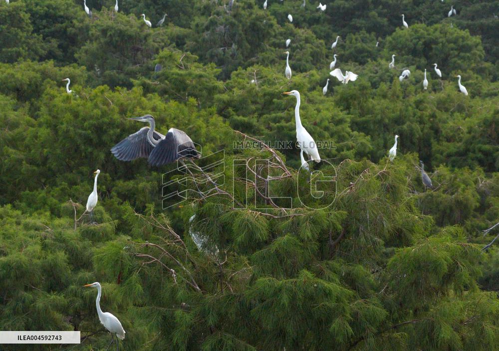 Egret Paradise