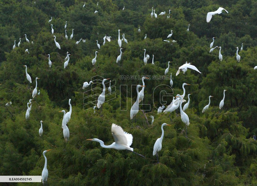Egret Paradise