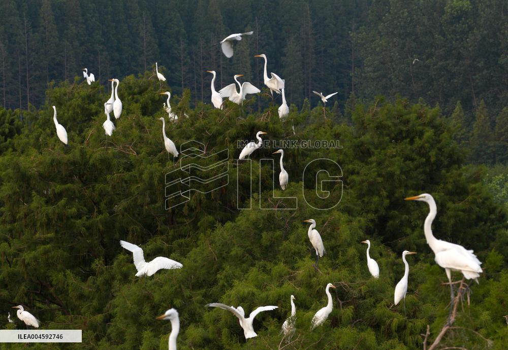 Egret Paradise