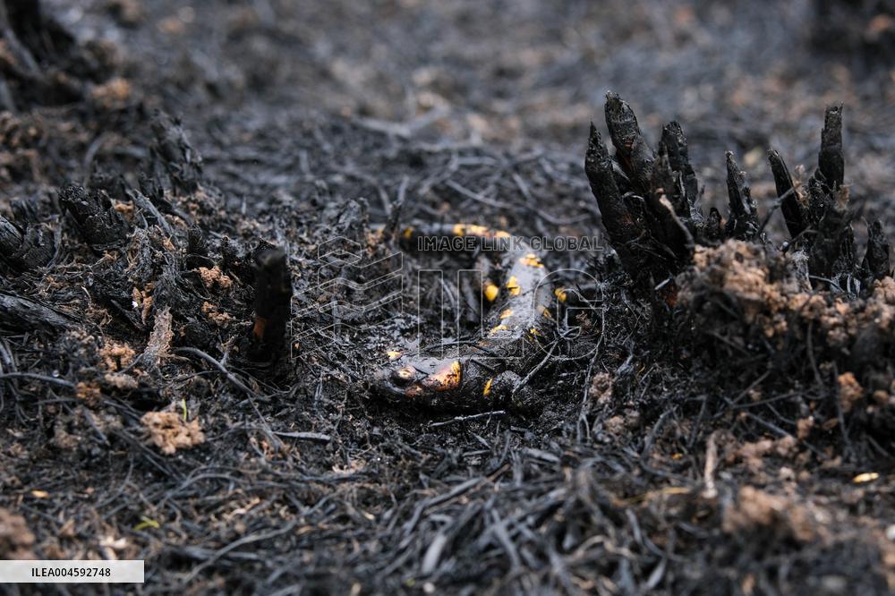 Fire Stabilized After Affecting 70 Hectares in Lalin - Spain