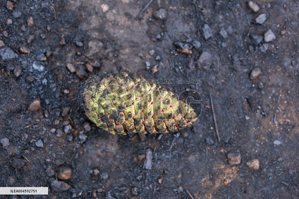 Fire Stabilized After Affecting 70 Hectares in Lalin - Spain