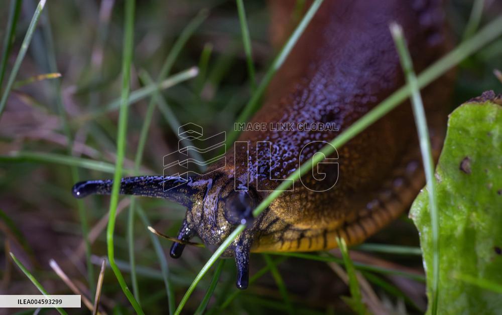 Spanish slug (Arion vulgaris)
