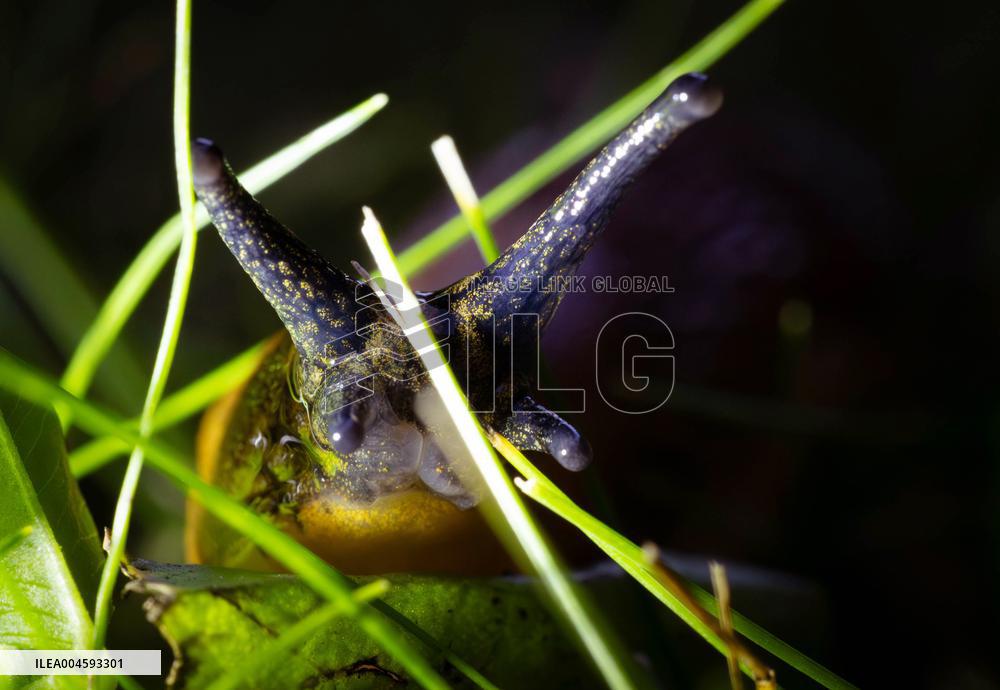 Spanish slug (Arion vulgaris)