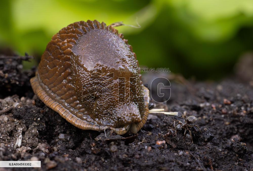 Spanish slug (Arion vulgaris)