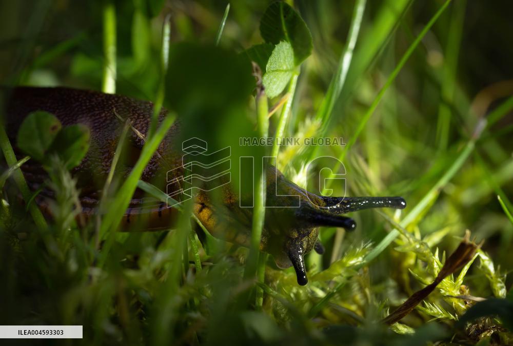 Spanish slug (Arion vulgaris)