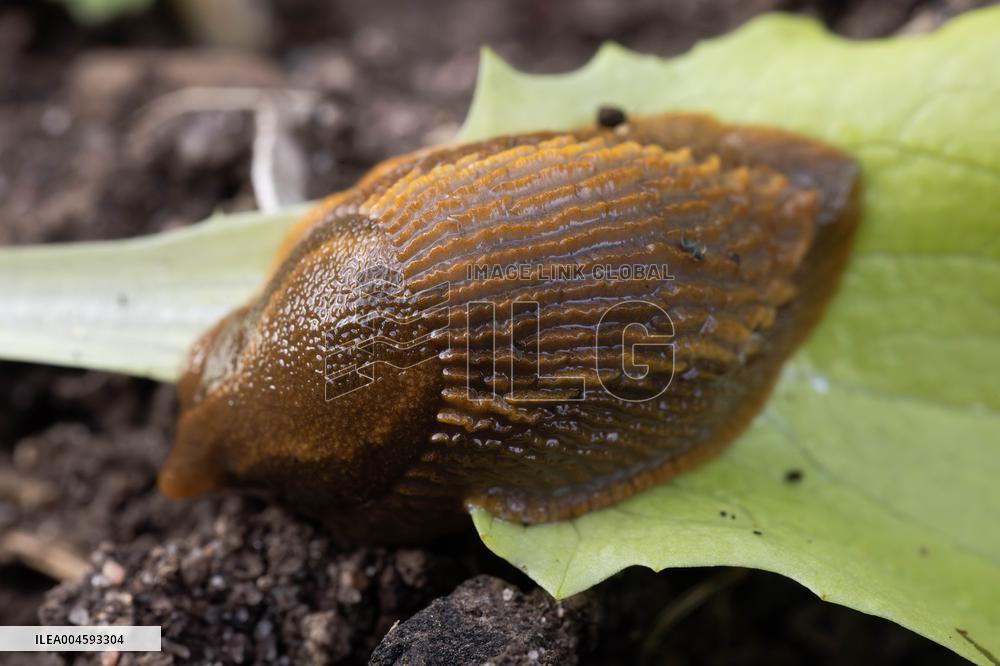 Spanish slug (Arion vulgaris)