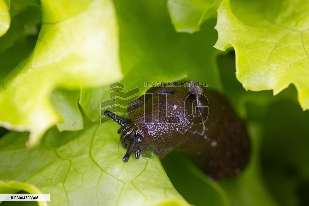 Spanish slug (Arion vulgaris)