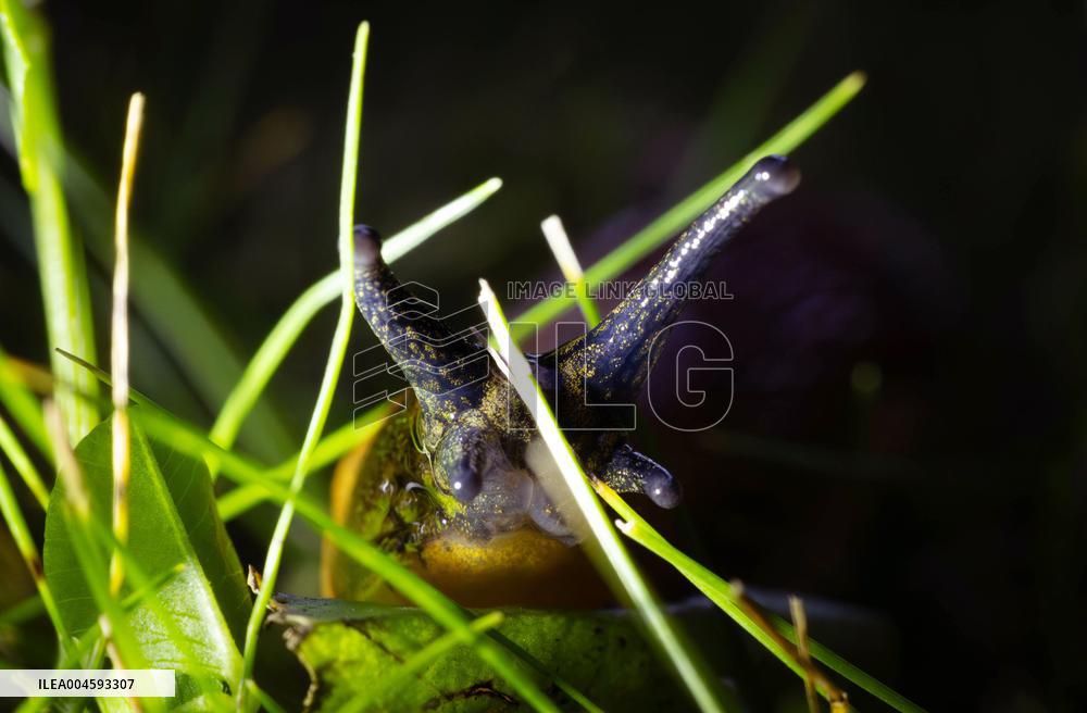 Spanish slug (Arion vulgaris)