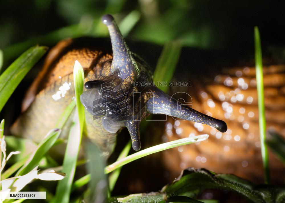 Spanish slug (Arion vulgaris)